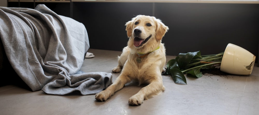 consejos para calmar a un perro asustado en halloween