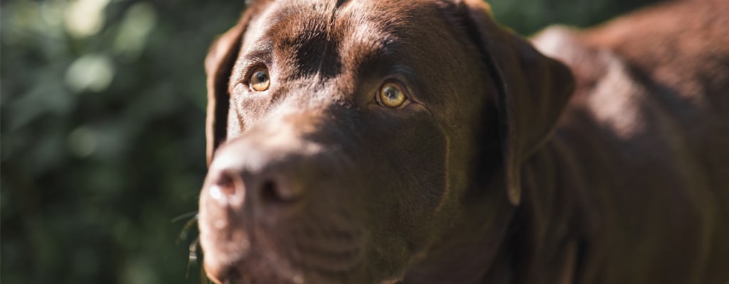 descubre cuándo es el cumpleaños de un perro