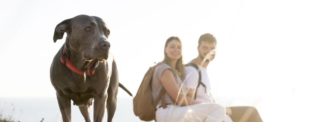  lugares donde ir con tu perro por su cumpleaños excursiones con perros