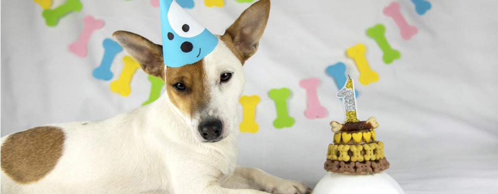 ideas para decorar un cumpleaños de perro