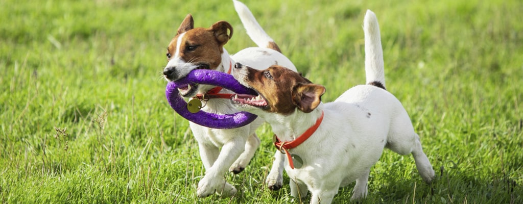 mejores juegos de cumple para perros