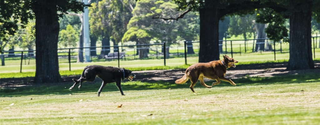  lugares donde ir con tu perro por su cumpleaños parque para perros