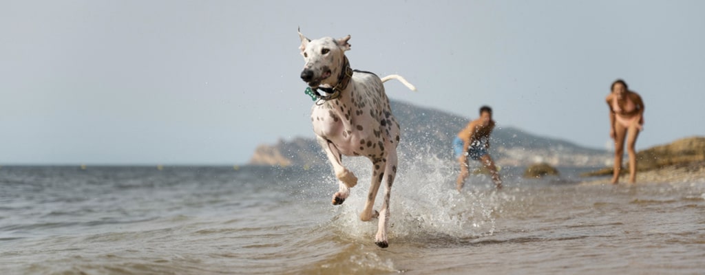  lugares donde ir con tu perro por su cumpleaños playa para perros