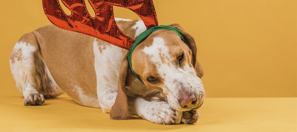 recomendaciones qué puede comer un perro en navidad