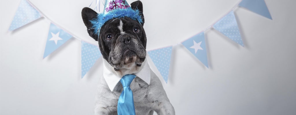 ir a la moda con perro en cumpleaños