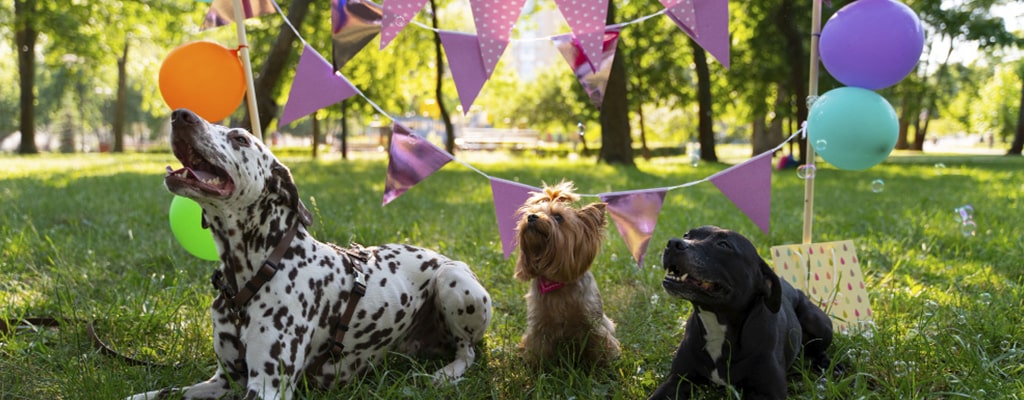 kits de fiesta para cumpleaños