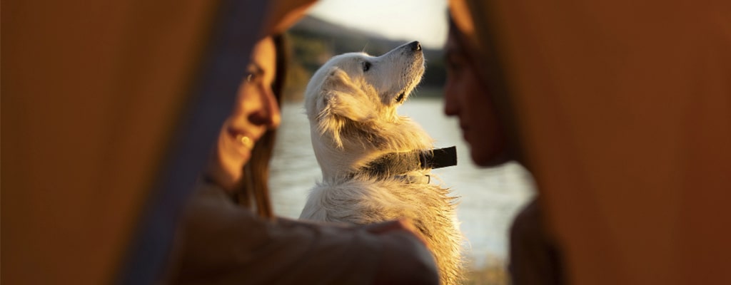  lugares donde ir con tu perro por su cumpleaños viaje con perro