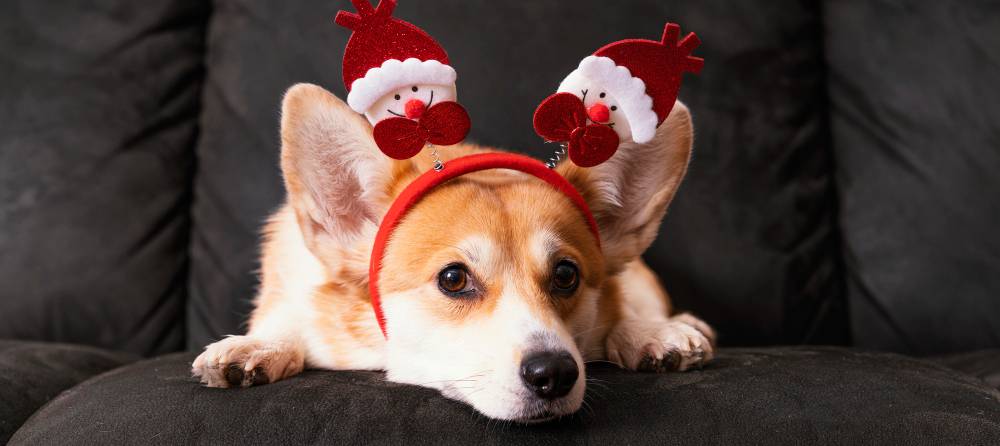 los mejores accesorios de navidad para perros