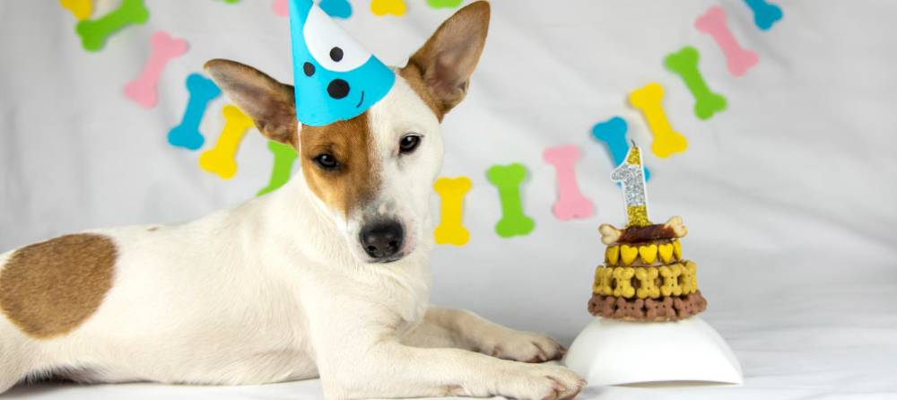 guia cumpleaños cachorro