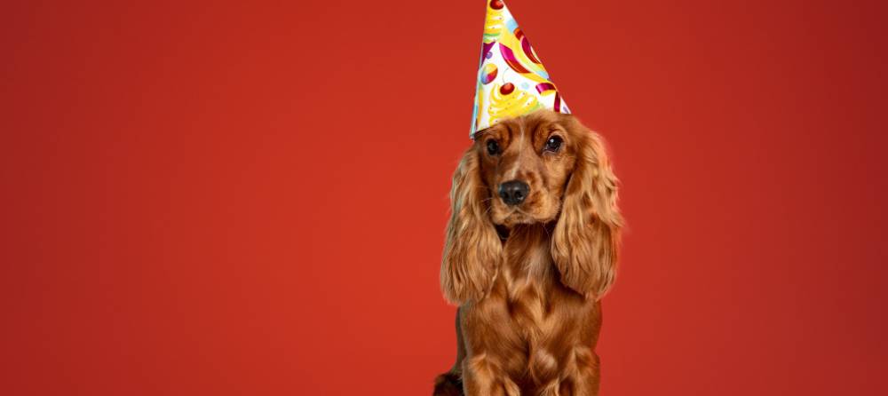 felicitación de cumpleaños para perros