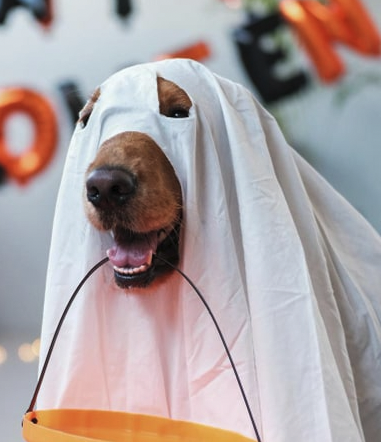 Perro Halloween