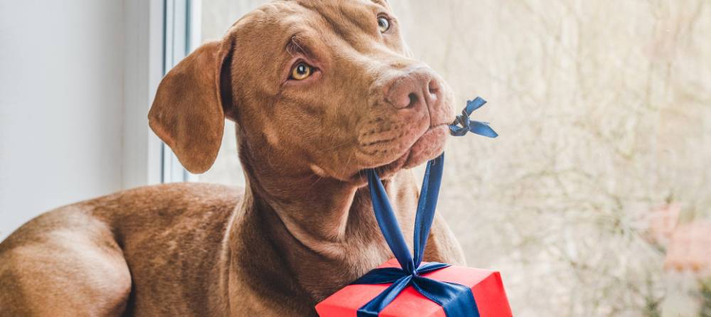 todo sobre los mejores regalos para perros