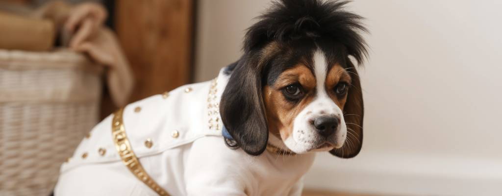 disfraces de perro para carnaval inspirados en personajes famosos elvis presley