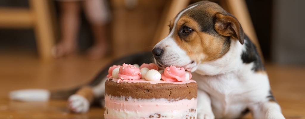 regalo de cumpleaños cachorro alimentacion